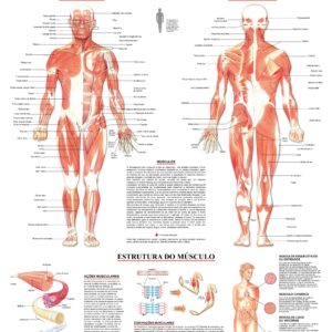 Mapa Sistema Muscular - Ref 015