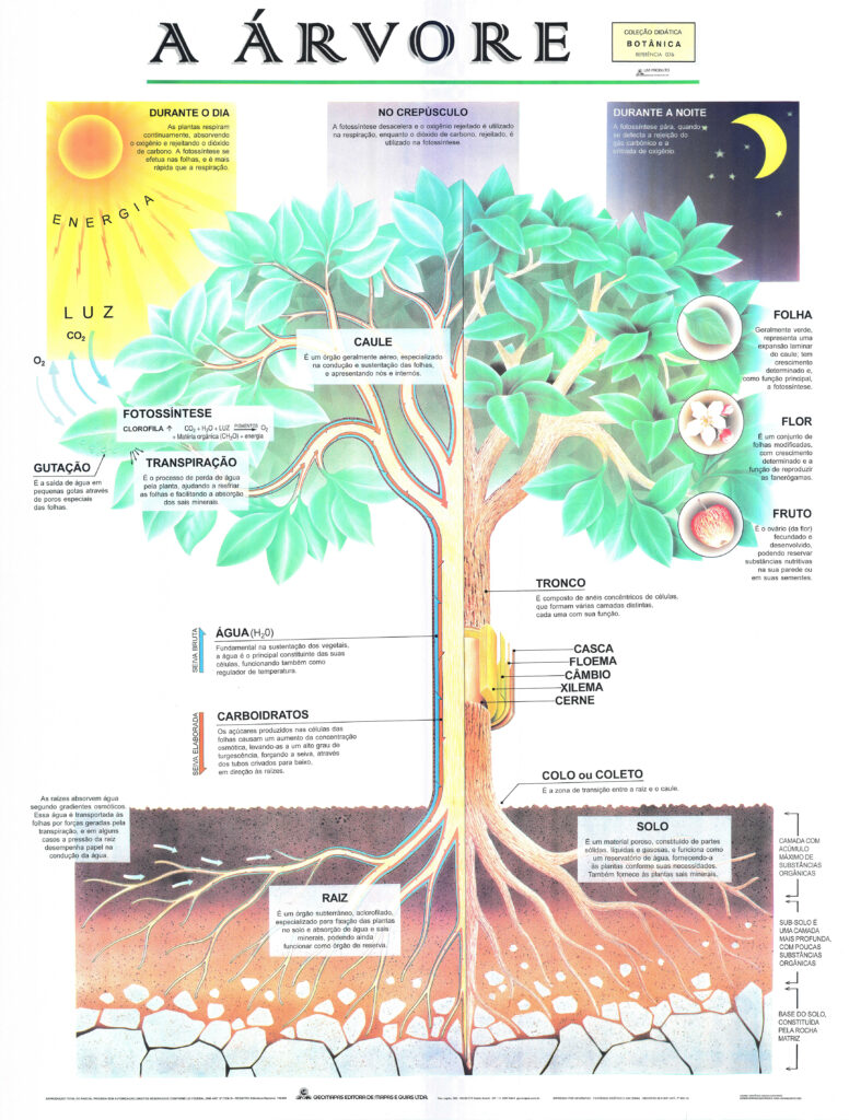 Prancha A Árvore - Ref: 076 - 07 - Formato: 0,90x1,20m - GEO Mapas