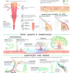 Mapa Prancha A Raiz - Ref 077