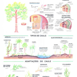 Mapa O Caule - Ref 078