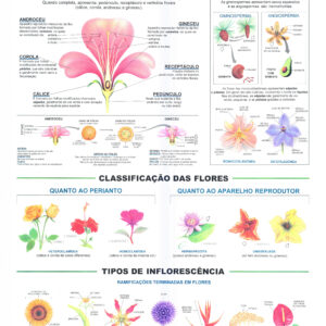 Mapa Prancha A Flor - Ref: 080