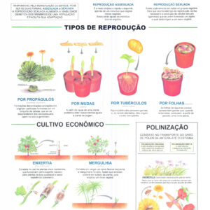 Prancha Reprodução Vegetal I - Ref: 082 - 07 - Formato: 0,90x1,20m