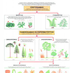 Mapa Classificação Vegetal - Ref 084